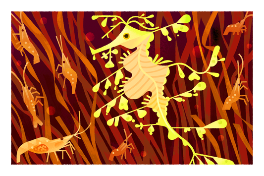 Leafy Sea Dragon Art Print